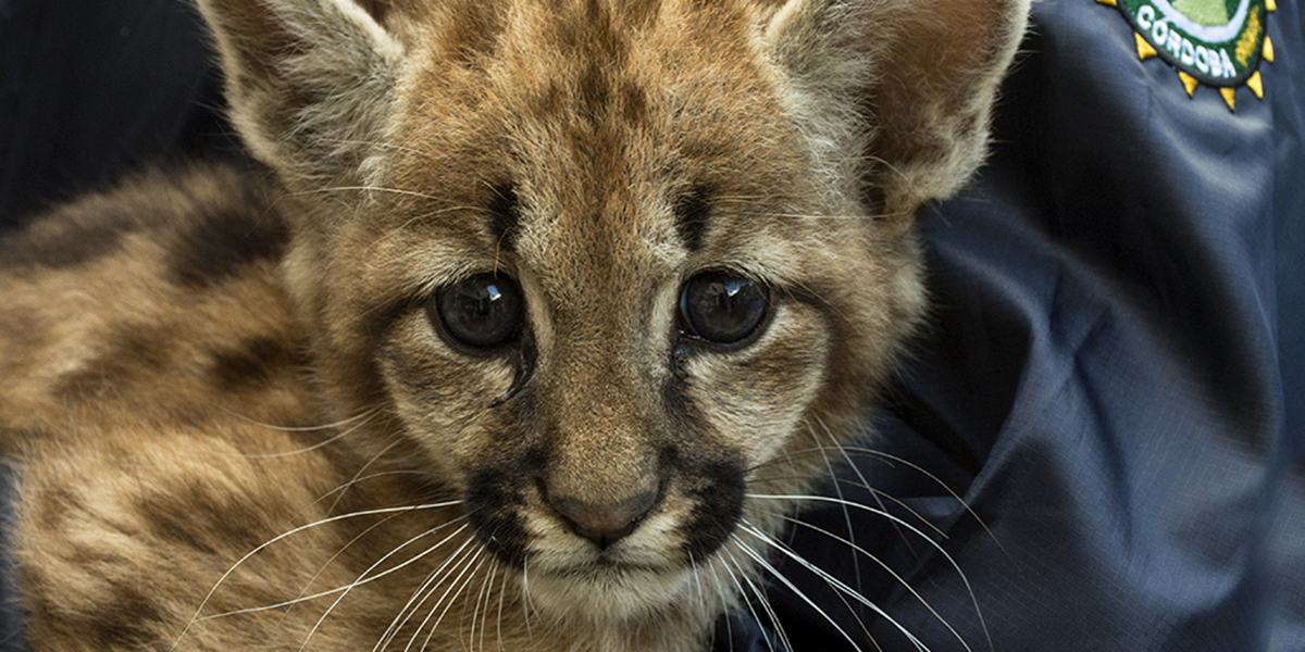 Día Internacional del Puma: la importancia de proteger una especie vulnerable