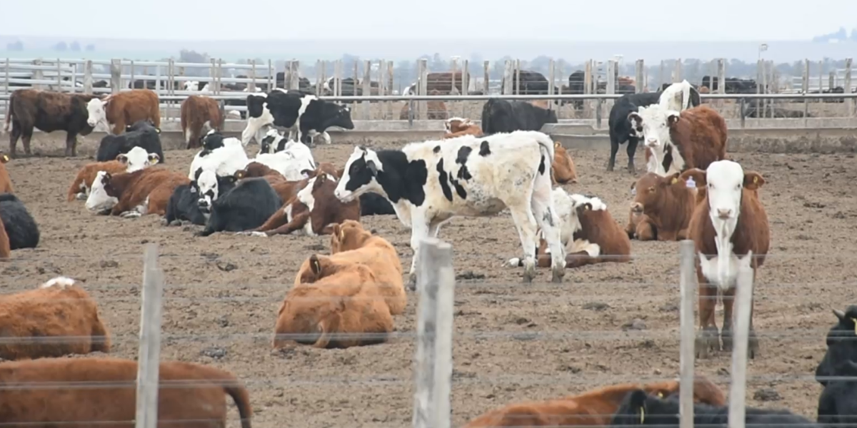 Avanza la sustentabilidad de los sistemas intensivos de producción animal