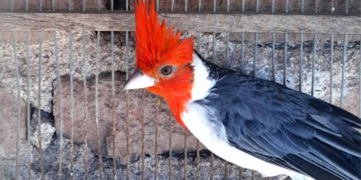 Policía Ambiental rescató 31 aves silvestres en Noetinger