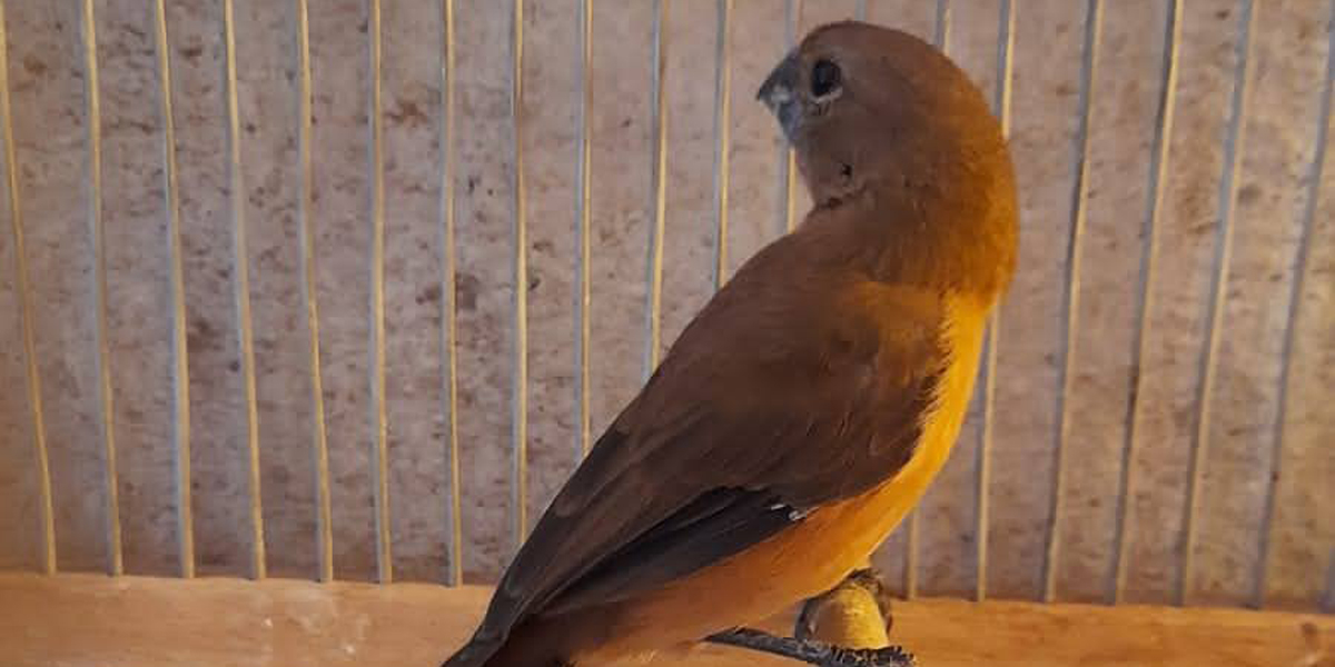 Policía Ambiental rescató 60 aves silvestres en Hernando
