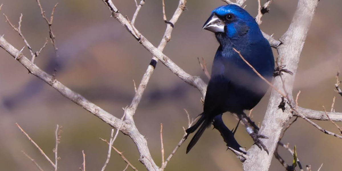 Policía Ambiental: se registró un avistaje de aves devueltas a su hábitat
