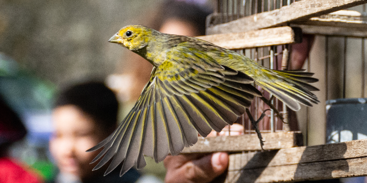 Policía Ambiental liberó 82 aves en el Parque Francisco Tau