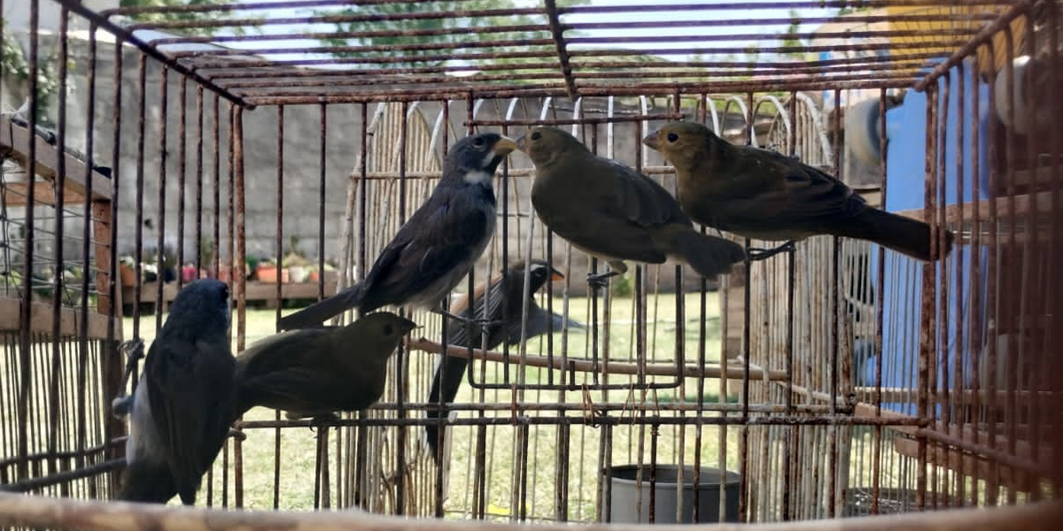 Más de 300 aves rescatadas en cautiverio en Villa Nueva y Villa María