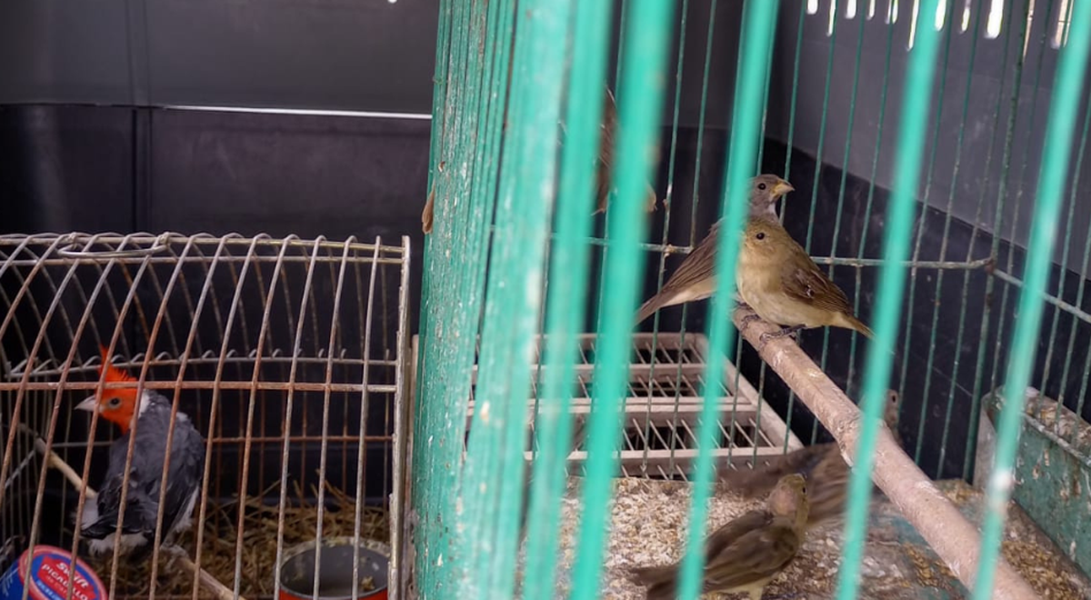 Se rescataron aves silvestres que estaban a la venta en Arroyito