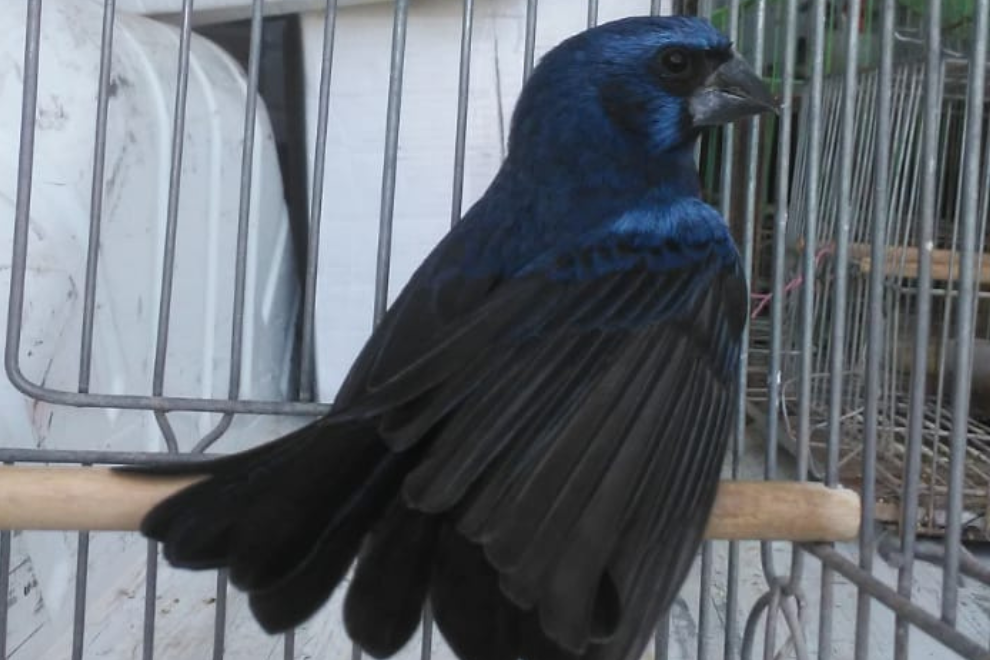 Policía Ambiental recuperó aves en cautiverio en Pampayasta Sud