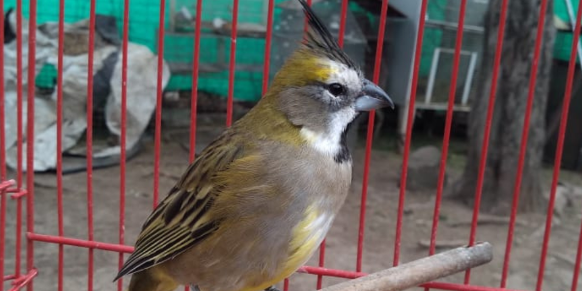 Policía Ambiental rescató 120 aves y un pecarí de collar en Luque
