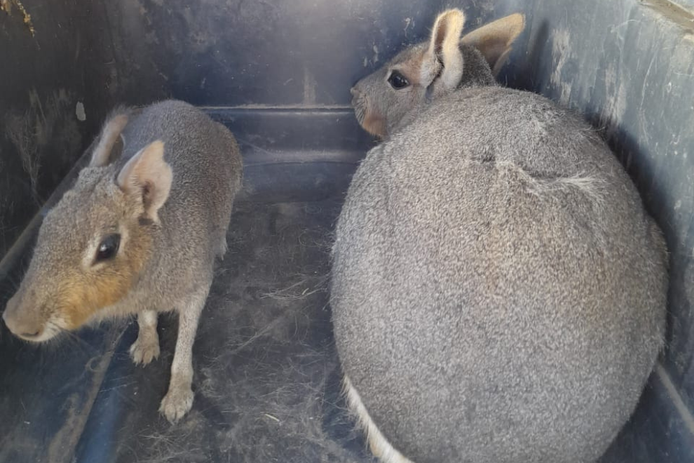 Policía Ambiental rescató 18 ejemplares de fauna silvestre del cautiverio en Cruz del Eje