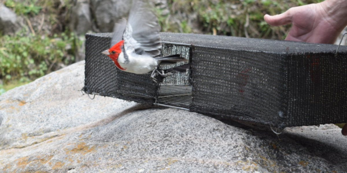 63 aves recuperadas del cautiverio regresan a la naturaleza