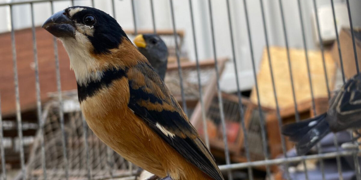 Rescate de 110 aves silvestres en Río Tercero