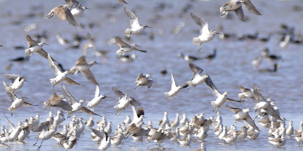 Día Mundial de las Aves: ¿Qué hacemos en la provincia de Córdoba para protegerlas?