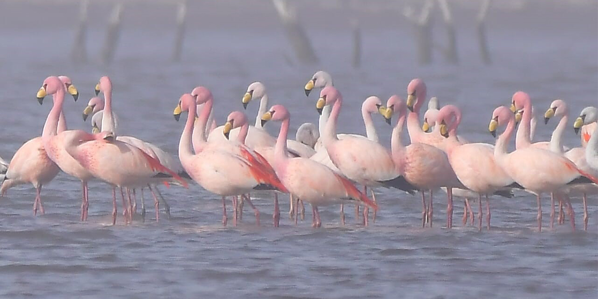 Mediante sobrevuelos realizan el censo de flamencos en Laguna de Mar Chiquita