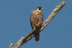 wp-Halcón peregrino